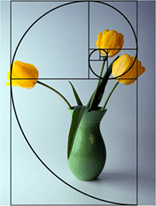 Vase-Tulpen-Proportionen