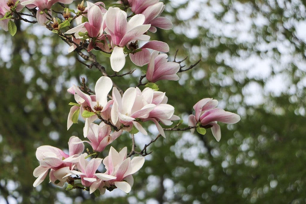 Magnolia blossoms