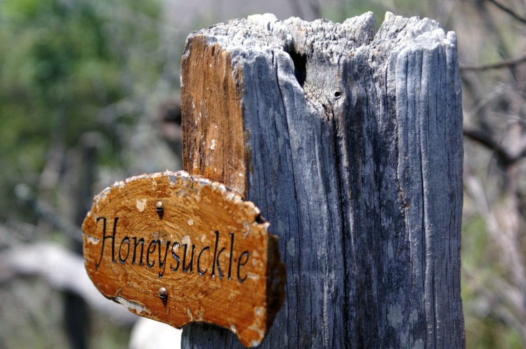 Honeysuckle Suite Kichaka Lodge