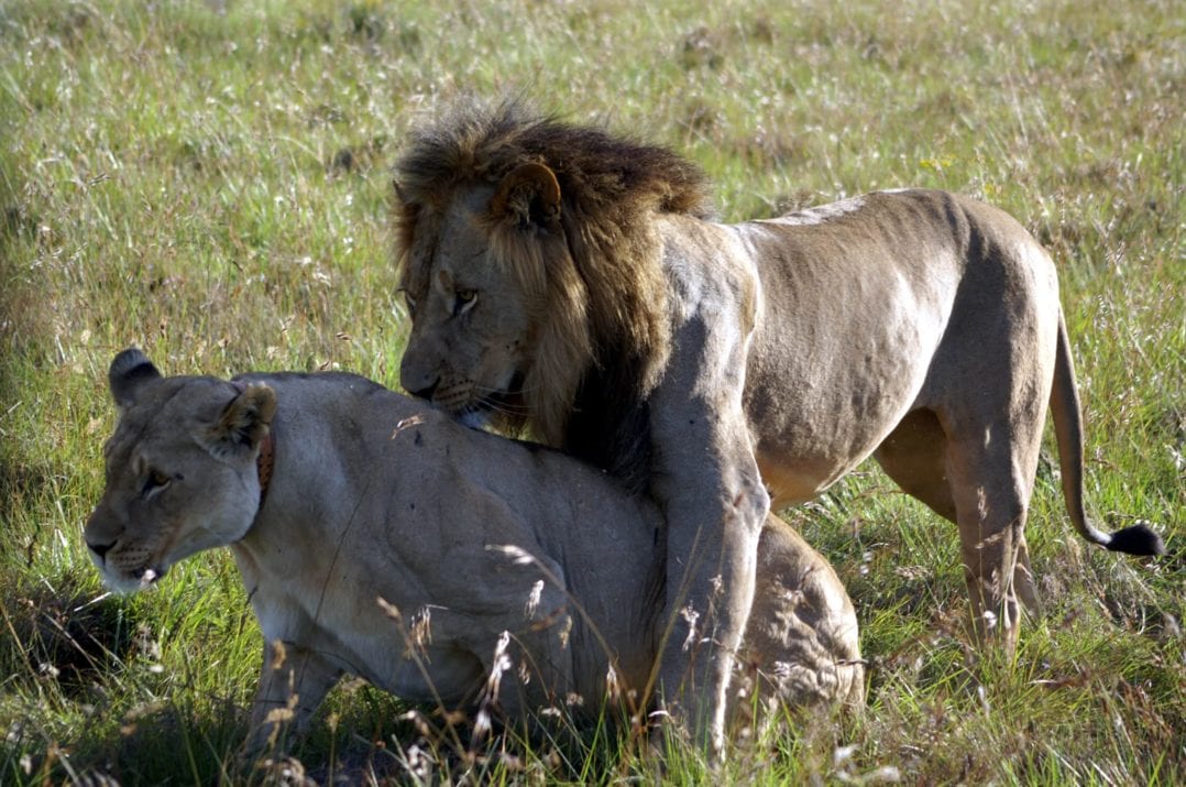Löwenpaar beim Paarungsakt