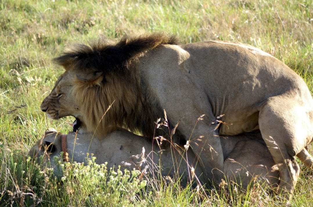 Löwenpaar beim Paarungsakt