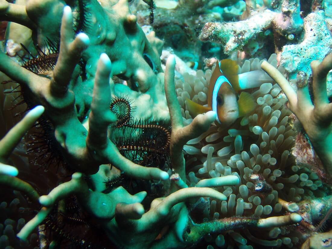 Clown Fisch (Nemo) am Great Barrier Reef