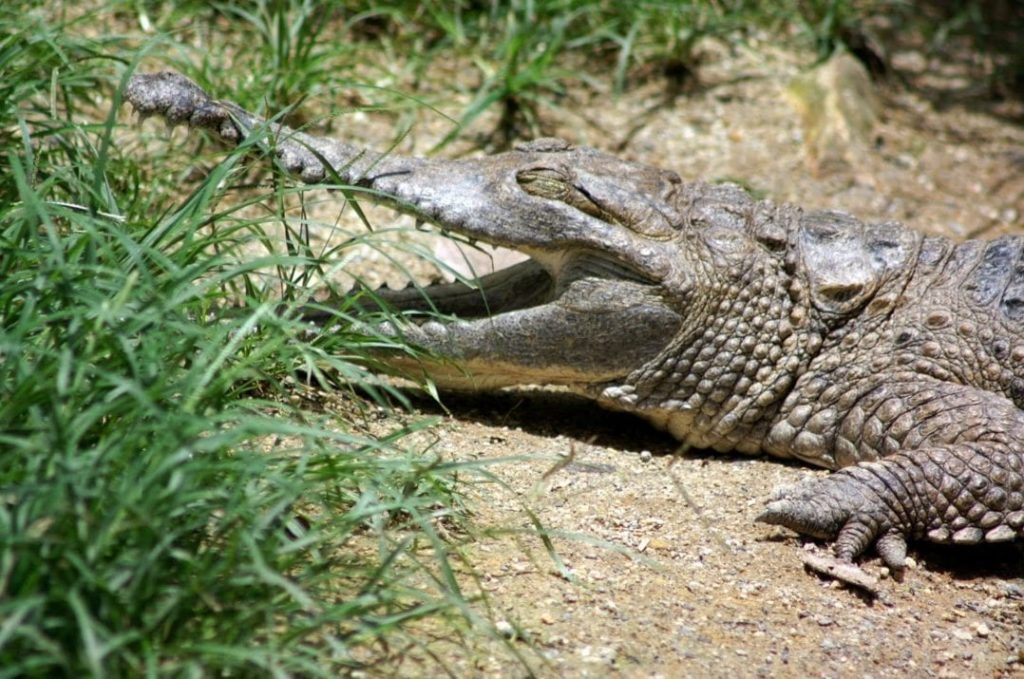 Krokodil am Ufer des Daintree River
