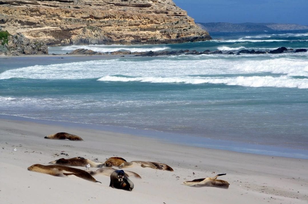 Seelöwen auf Kangaroo Island