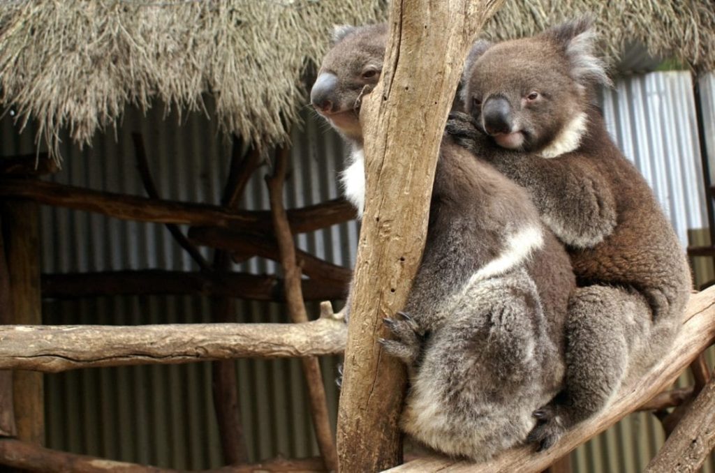 Müde Koala Bären