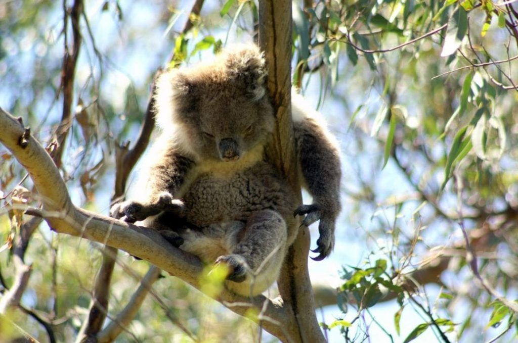 Fauler Koala Bär im Great Otway Nationalpark 