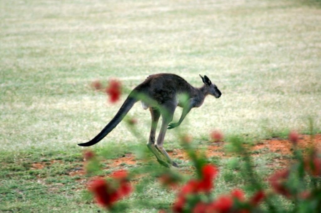 Känguru auf dem Anwesen der Meringa Springs Lodge