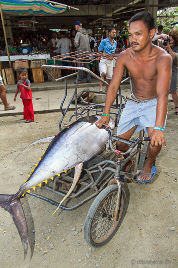 Velotransport eines Gelbflossen-Thunfisches
