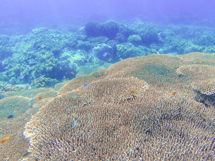 Korallenriff vor der Insel Apo