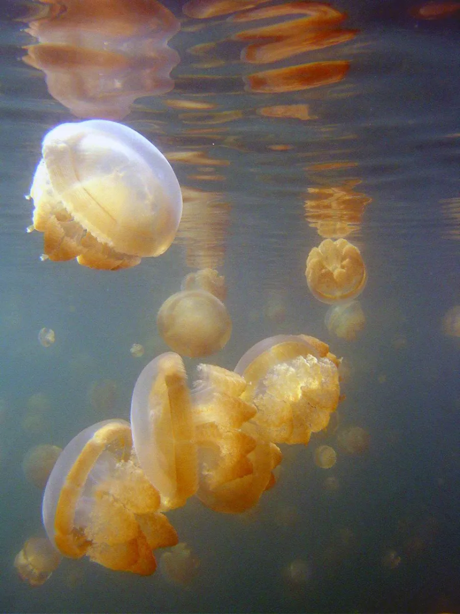 Quallen im Jellyfish Lake in Palau, Mikronesien