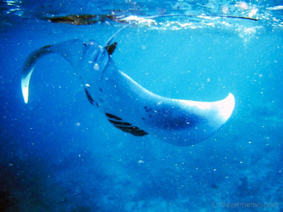 manta-ray-maldives-12