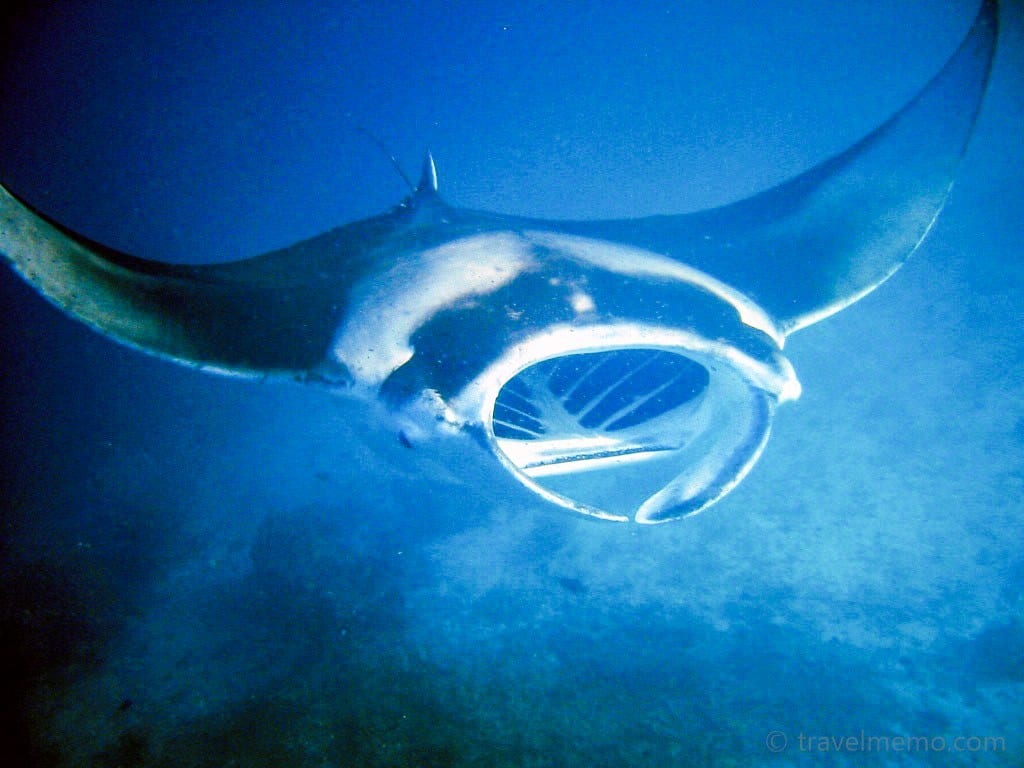 manta-ray-maldives-20