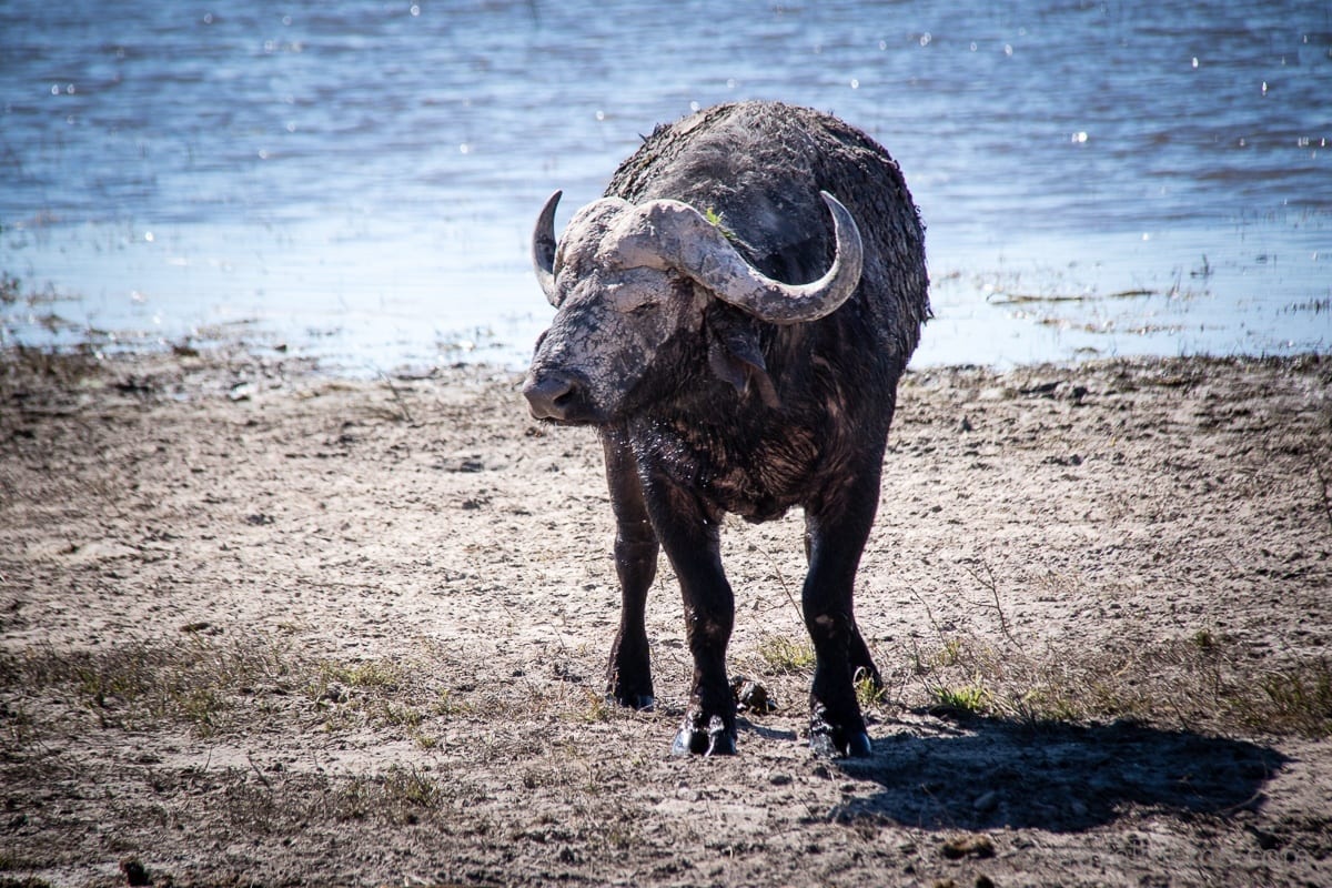 Büffel Chobe