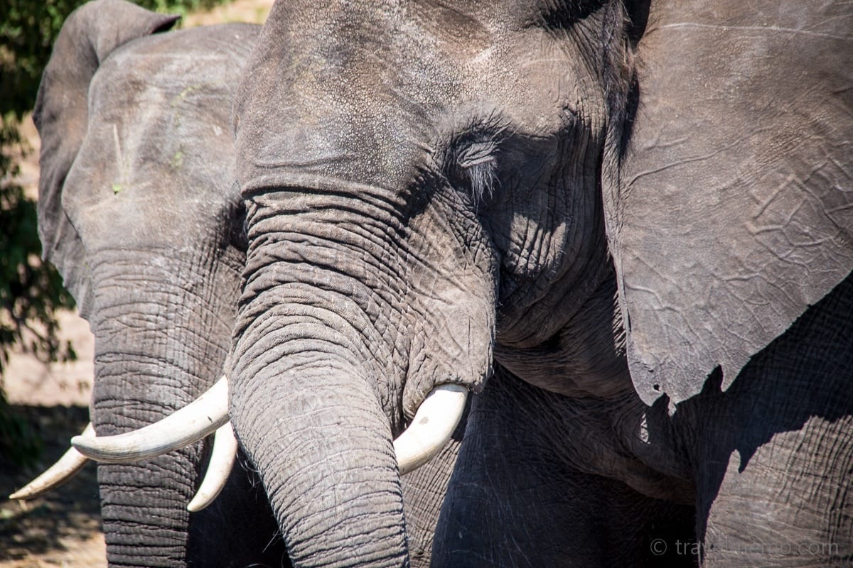 Elephanten Botswana