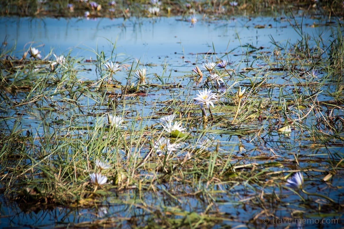 Wasserlilien auf dem Chobe River