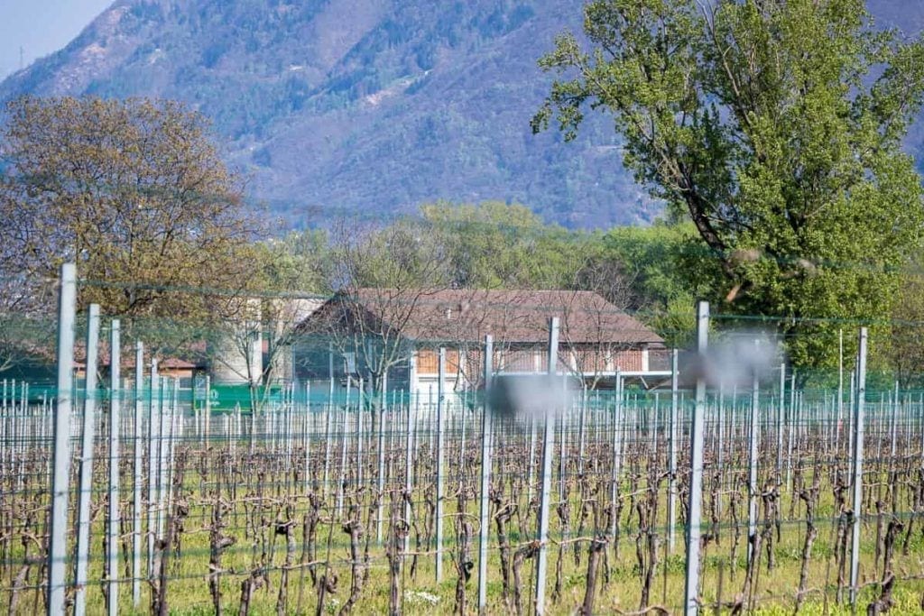 The Living Circle - die Schweizer Boutique Hospitality Marke 28 Weinreben der Terreni alla Maggia
