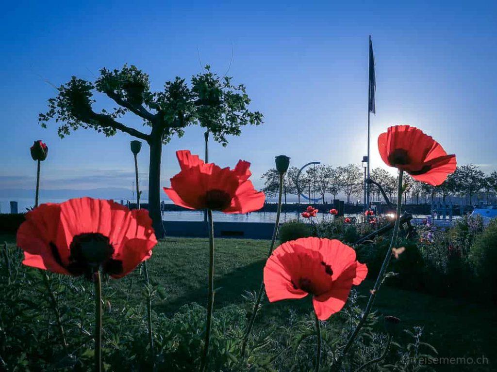 Château d'Ouchy - ein Wochenende als Prinzessin 34 Mohnblumen Ouchy bei Reisememo