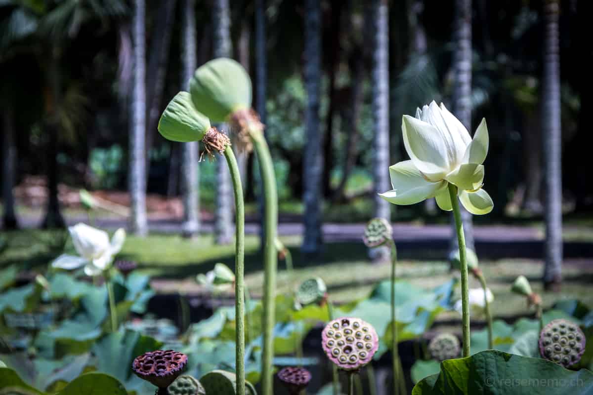Lotusblumen botanischer Garten Pamplemousses