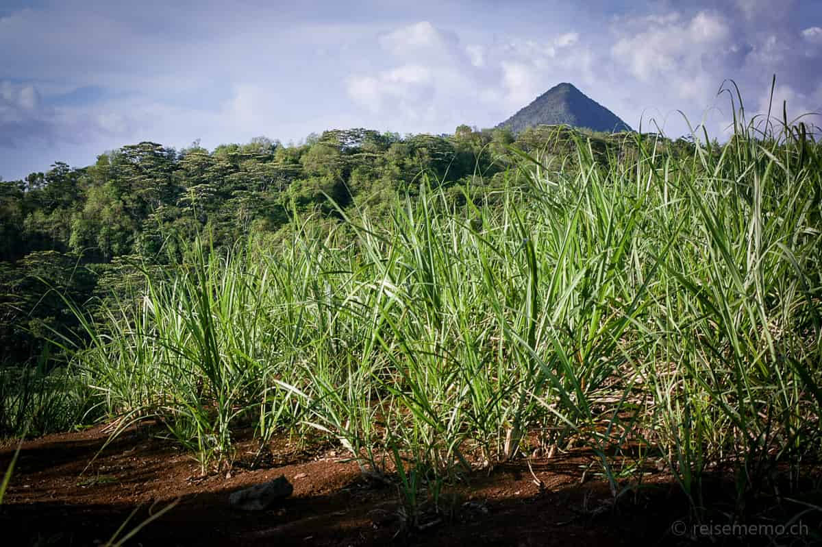 Zuckerrohrplantagen auf der Insel Mauritius