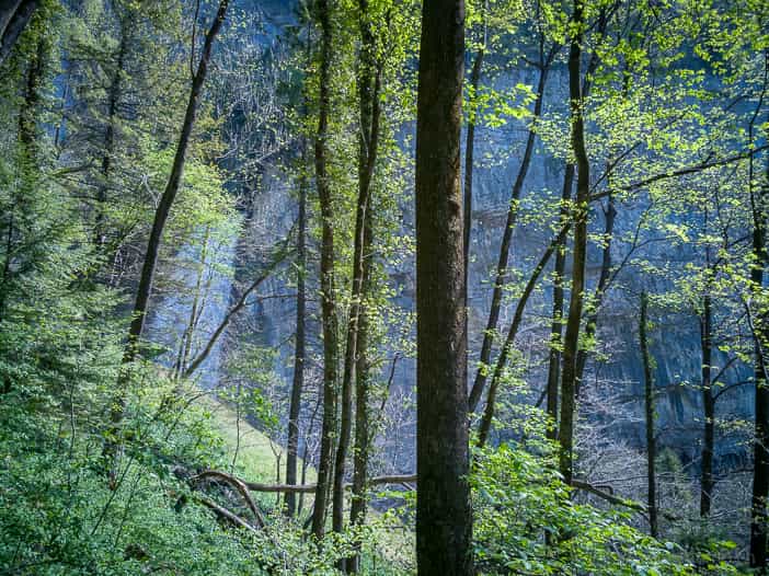 Wald Seerenbachfaelle bei Reisememo