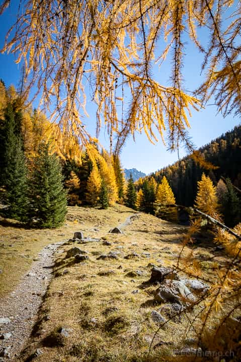 Ausflugsziel, Graubünden, Herbst, Herbstwanderung, Val Varusch, Wanderung, Zernez, https://reisememo.ch/schweiz/val-varusch-alp-trupchun-schweizer-nationalpark, wandern