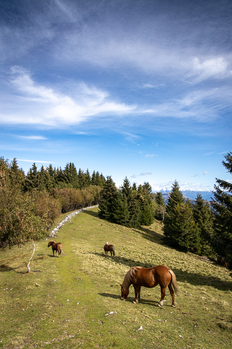 21 wilde Aveglinese Pferde vom Monte Bisbino