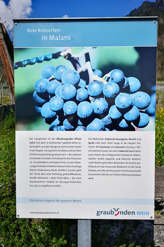 Graubünden Wein Infotafel über rote Rebsorten in Malans