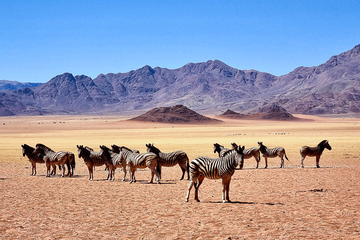 Bergzebras im NamibRand