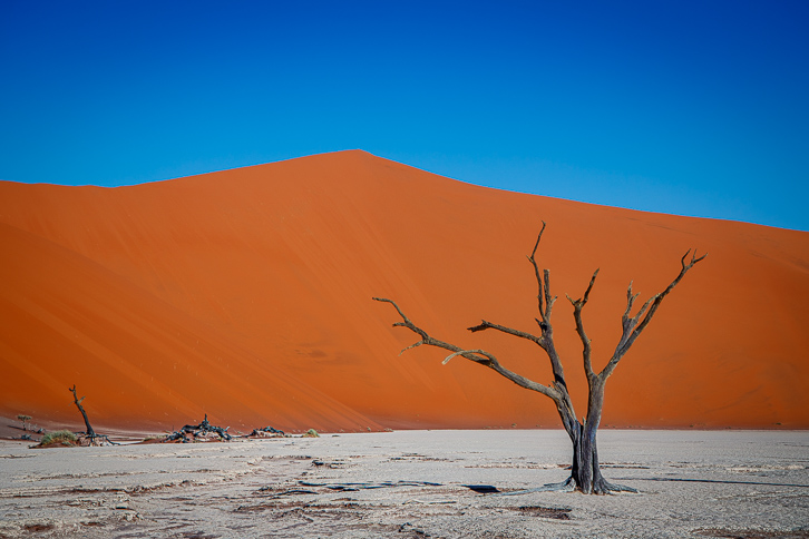 Toter Baum vor Düne "Big Daddy" des Deadvlei bei Sossusvlei in Namibia