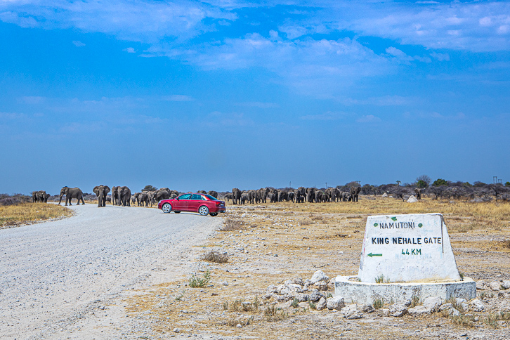 Elefantenherde und Personenwagen im Rückwärtsgang bei Namutoni