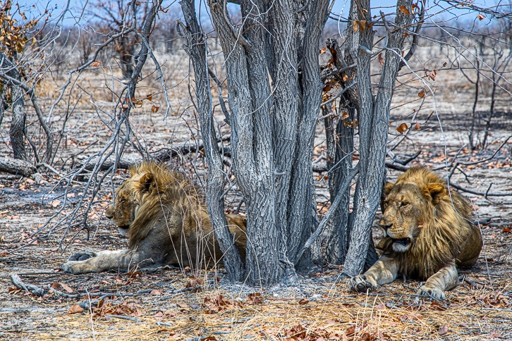 2 Löwen im Etosha Nationalpark