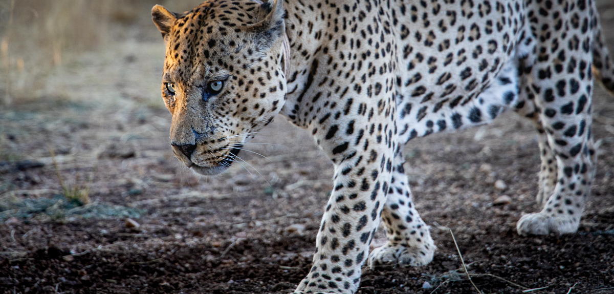 Leopard im Okonjima Wildreservat in Namibia