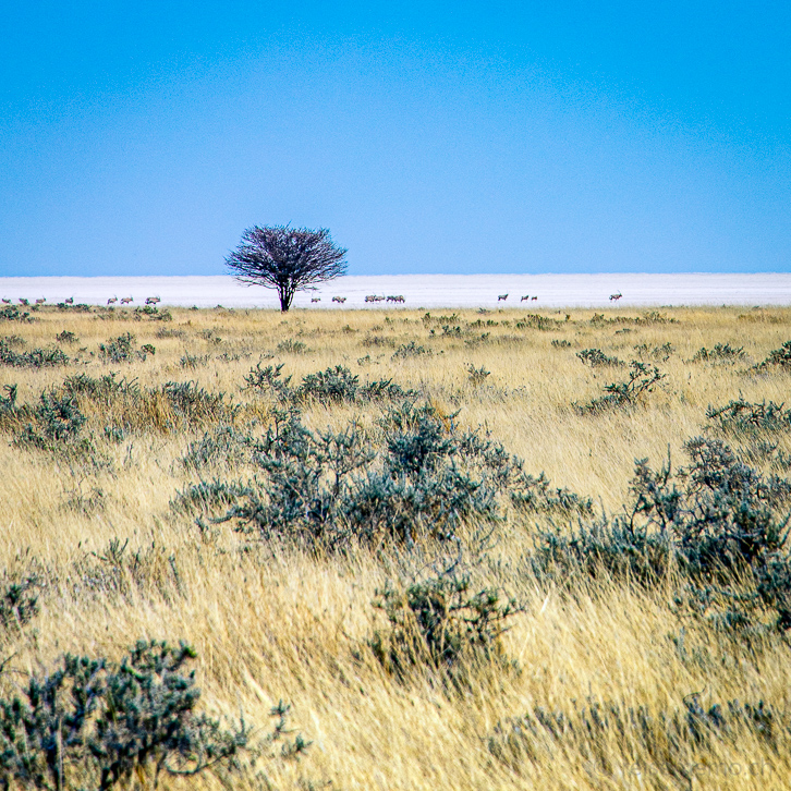 Sicht vom Aussichtspunkt Salvadora auf eine Herde Oryx in der Etosha Salzpfanne