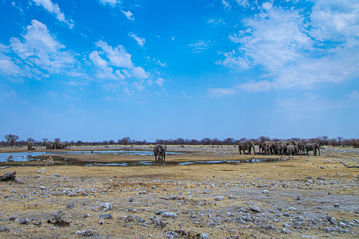 Elefantenherden beim Wasserloch Goas