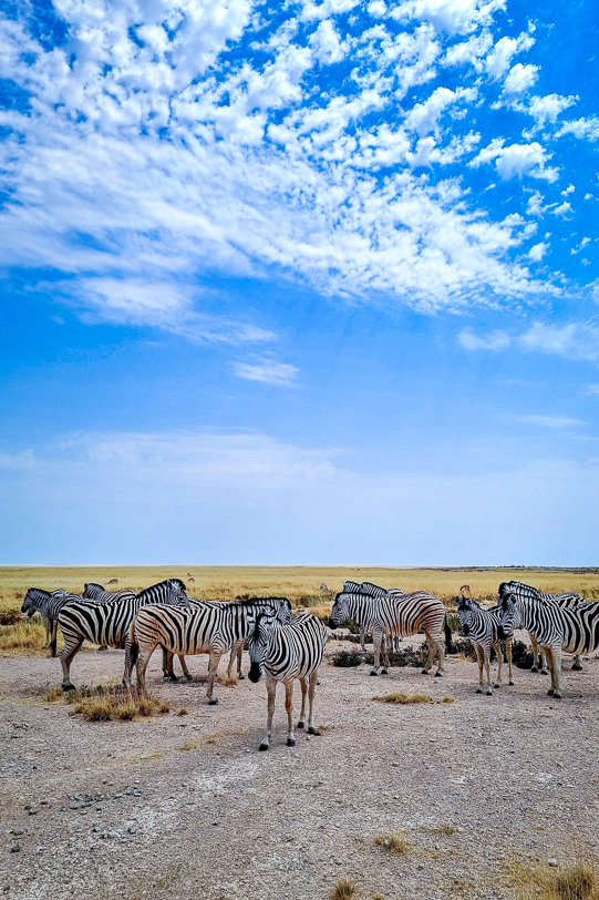 Zebraherde im Etosha Nationalpark