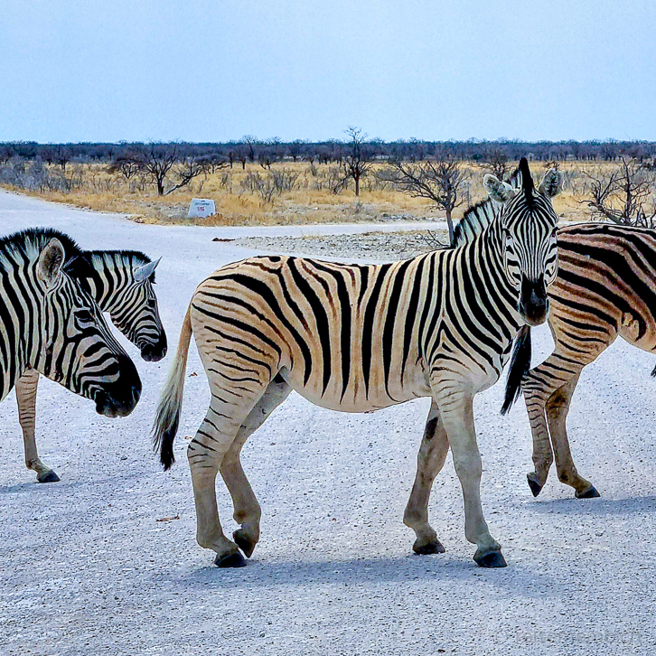 Zebras überqueren die Schotterstrasse im Etosha Nationalpark