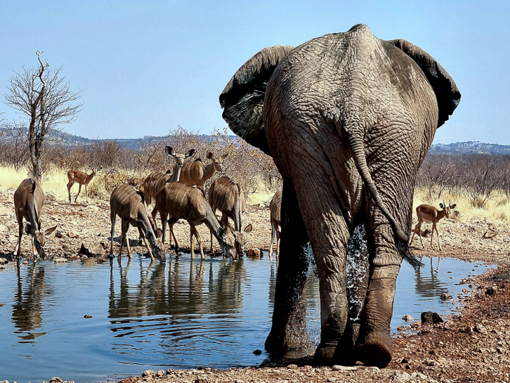 Elefantenbulle vertreibt Kudus und Gazellen vom Wasserloch