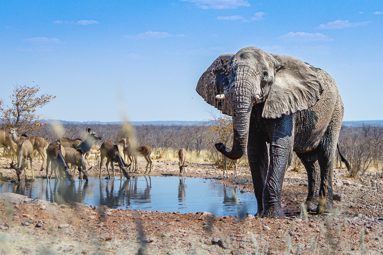 elefant kudus wasserloch ongava namibia bei Reisememo