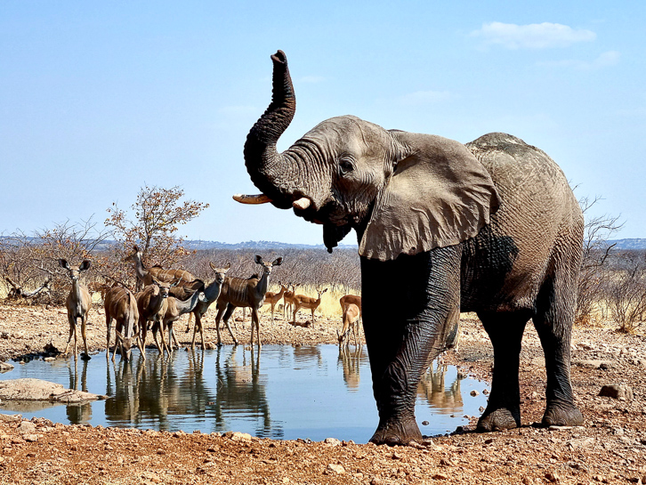 Elefant wittert uns im Ausblick am Wasserloch