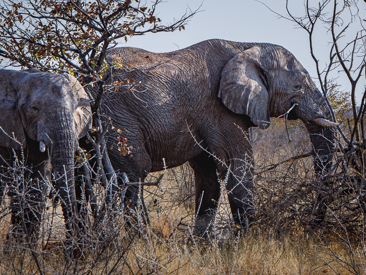 Elefanten im Ongava Safarireservat