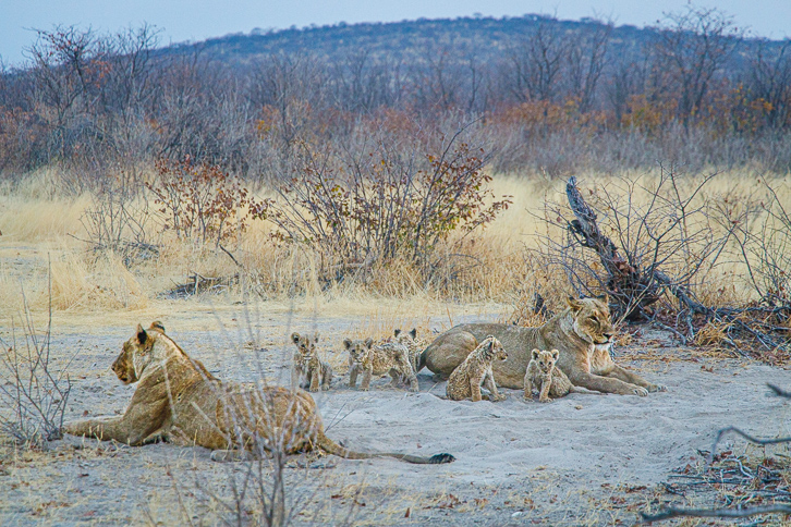 Löwenmutter mit Schwester und ihren 5 Jungen