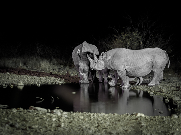 Nashörner mit Jungem nachts am Wasserloch