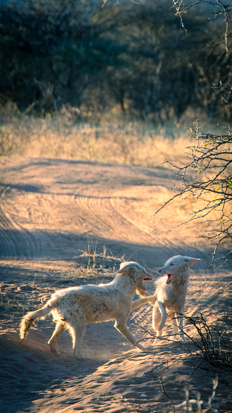 Spielende Albino-Schakale im Okonjima Naturreservat, Namibia
