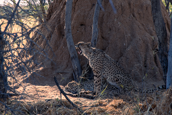 Gähnender Gepard im Africat Gehege des Okonjima Naturreservats in Namibia