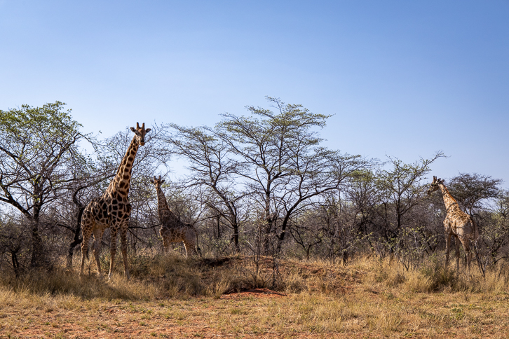 Giraffen im Okonjima Naturreservat
