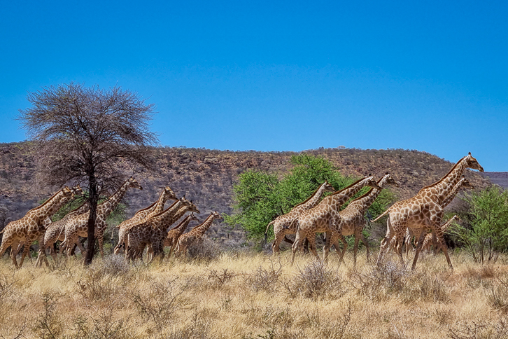 Giraffenherde im Okonjima Naturreservat in Namibia