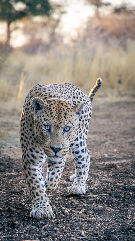 Leopard Mawenzi des Okonjima Naturreservats in der Abendsonne Namibias