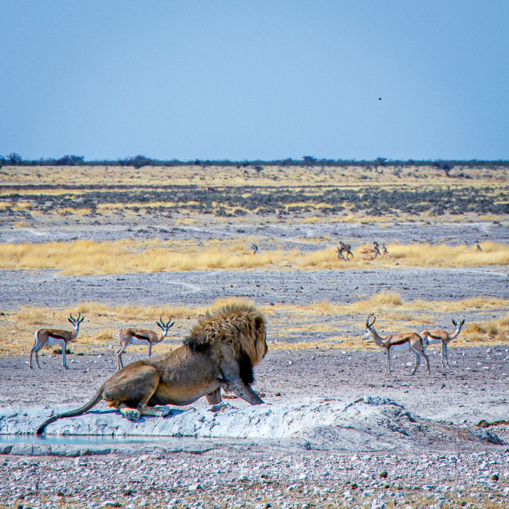 Onguma The Fort – Luxuscamp für Safaris im Etosha Nationalpark 11 Löwe döst am Nebrownii Wasserloch