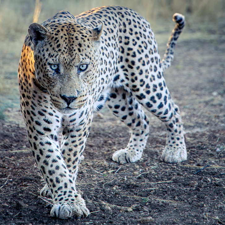 Leopard Mawenzi des Okonjima Naturreservats in Namibia