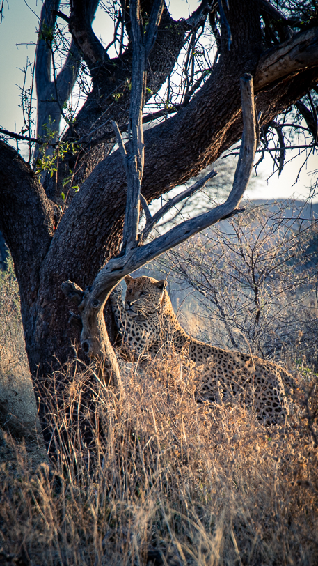 Leopard Mawenzi im Okonjima Nature Reserve